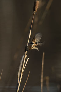 Close-up of bird flying