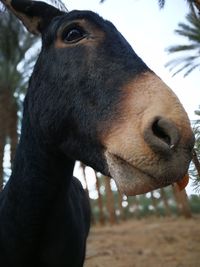 Close-up portrait of horse