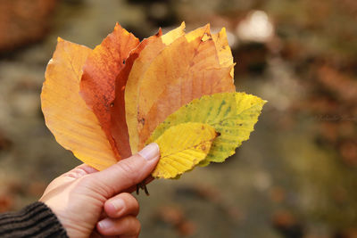Close-up of hand holding maple leaf