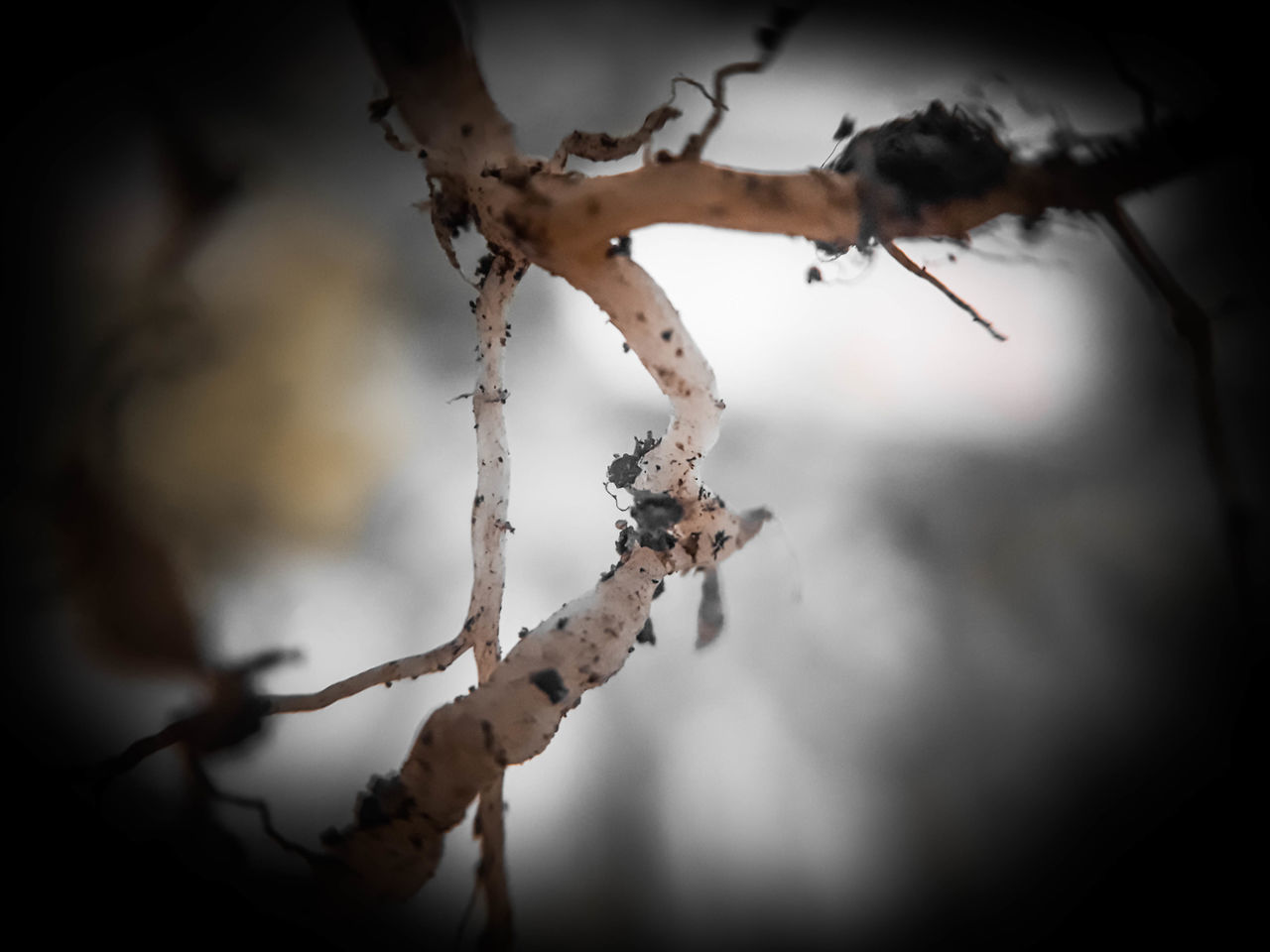 CLOSE-UP OF DRY PLANT ON SNOW COVERED TREE