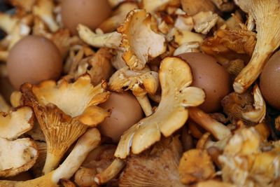 Close-up of mushrooms