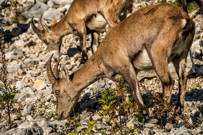 Alpine ibex