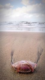 View of crab on beach against sky