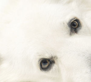 Close-up of dog eye