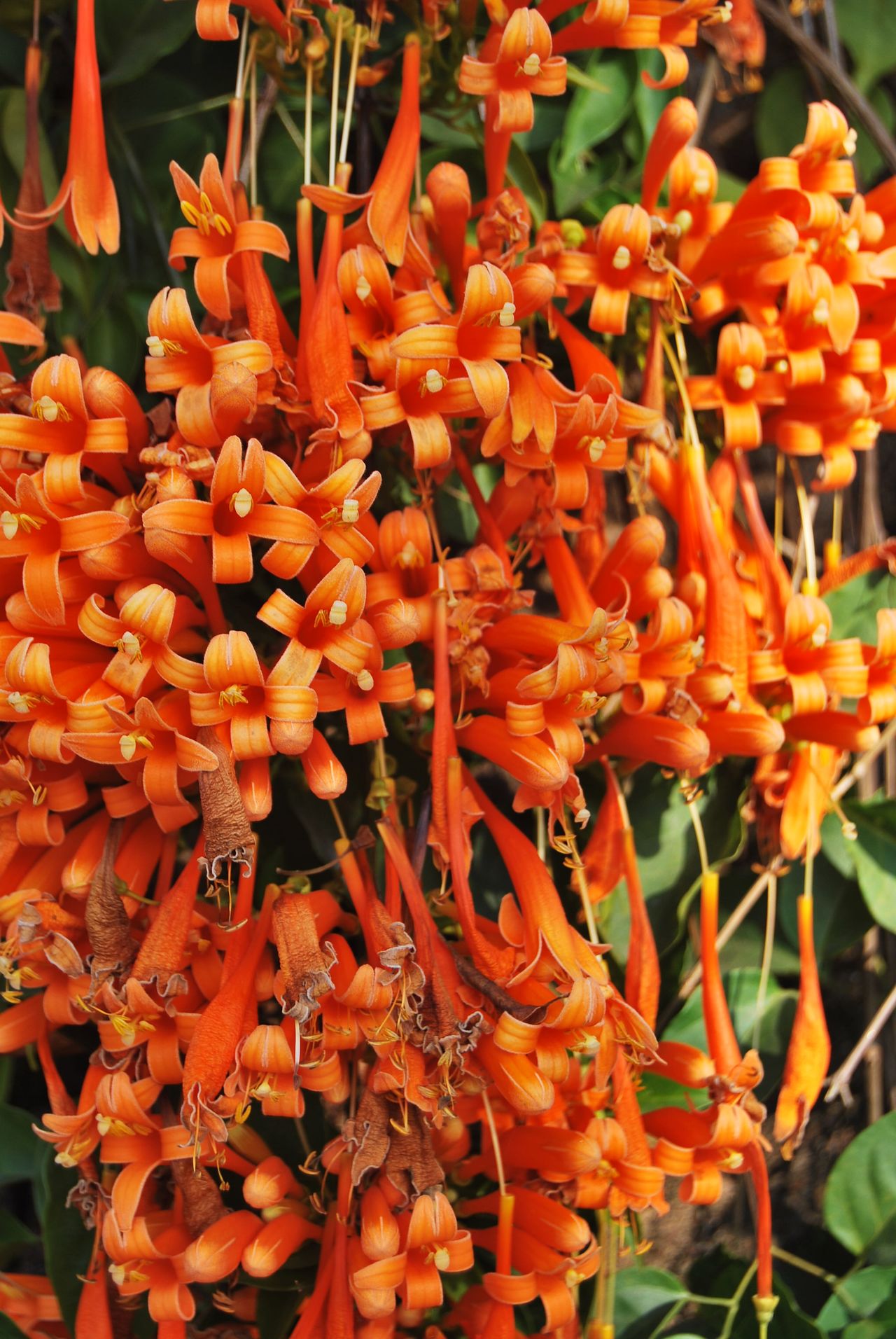 Flame vines