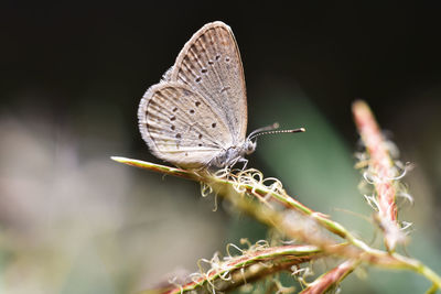 Close-up of butterfly on flower