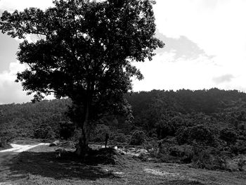 Tree in forest against clear sky