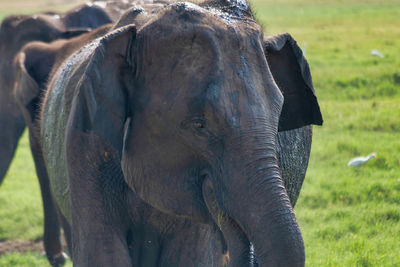 Elephant sri lanka 