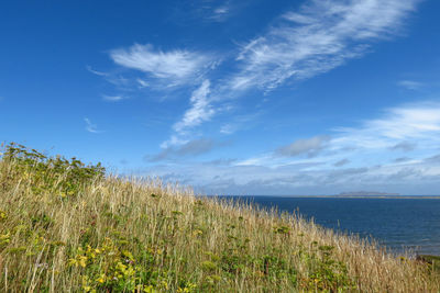 Plants growing by sea against sky