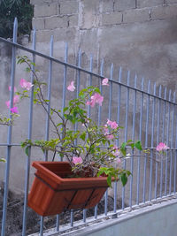 Close-up of pink flowers