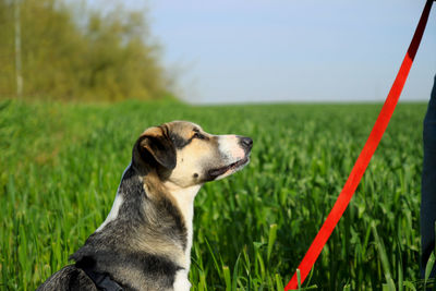 Close-up of a dog looking away on field