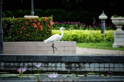 View of seagull perching on flower