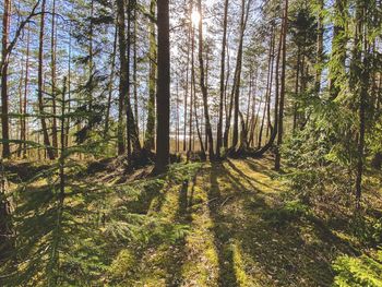 Trees growing in forest