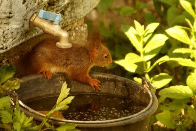 Close-up of squirrel on drinking fountain