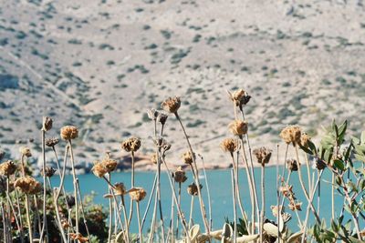 Close-up of wilted flowers on field