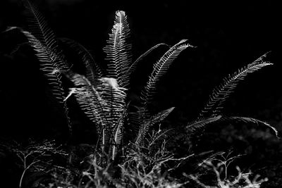 Close-up of plants growing on field