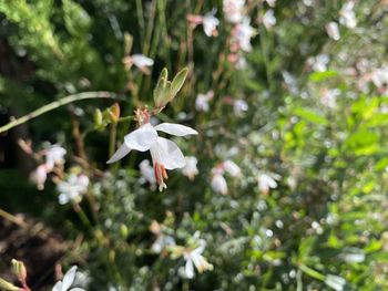 Close-up of white flowering plant