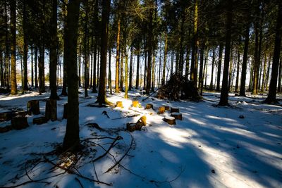 Trees on snow covered field during winter