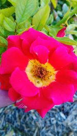 Close-up of pink flower