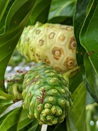 Close up view of green and yelow fruits in between leaves