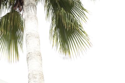 Low angle view of palm tree against clear sky