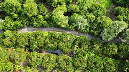 Full frame shot of trees