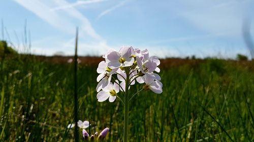 Close-up of white flowering plant on field