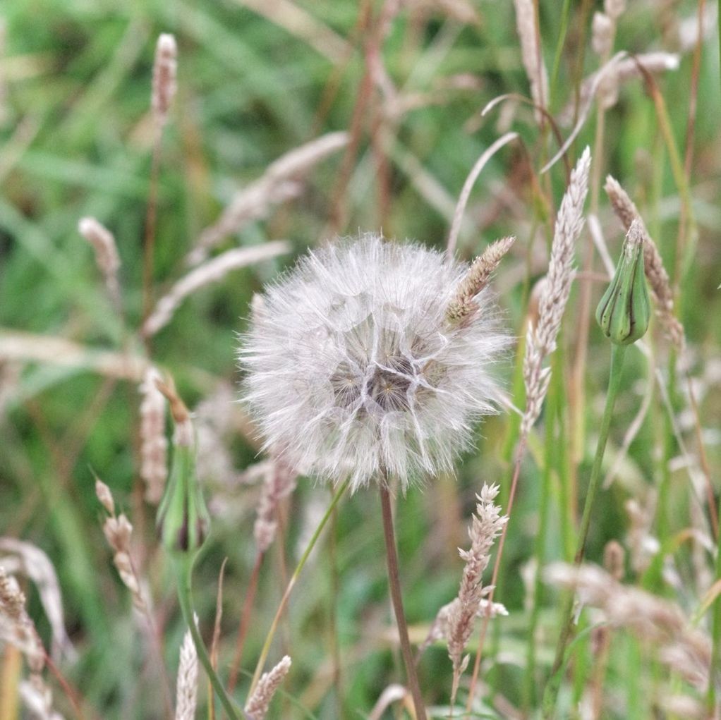 growth, flower, dandelion, fragility, freshness, close-up, focus on foreground, nature, flower head, beauty in nature, plant, stem, uncultivated, softness, white color, single flower, wildflower, botany, day, outdoors