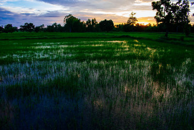 Scenic view of field against sky at sunset