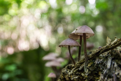 Close-up of mushroom growing in forest