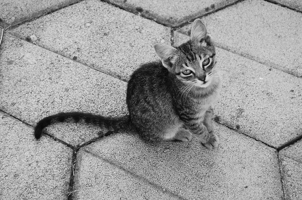 Bosniancat