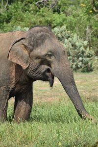 Close-up of elephant on field