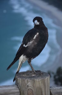 Close-up of bird perching on lake