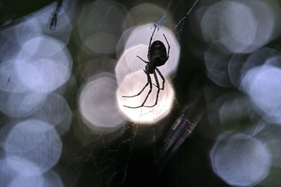 Close-up of spider