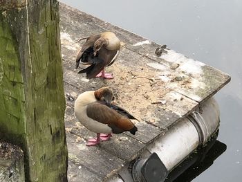 High angle view of birds on lake