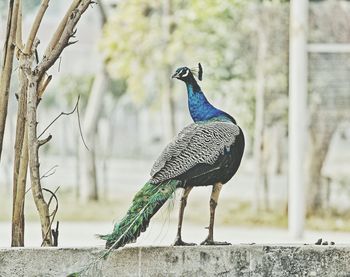 Peacock on wall