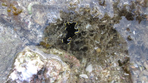 Close-up of turtle in sea