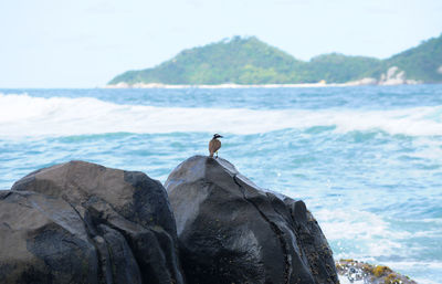 Bird perching on rock by sea