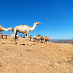 Horses in a desert