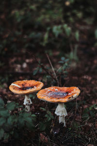 Close-up of mushroom growing on field