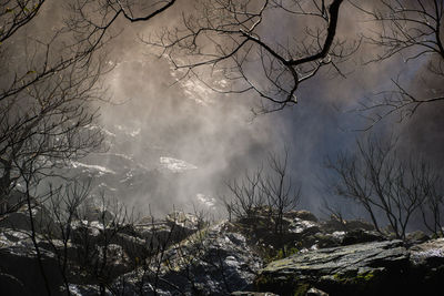 Scenic view of bare trees in forest