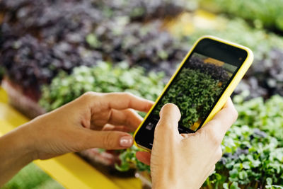 Microgreens growing background with raw sprouts in female hands. fresh raw herbs from home garden