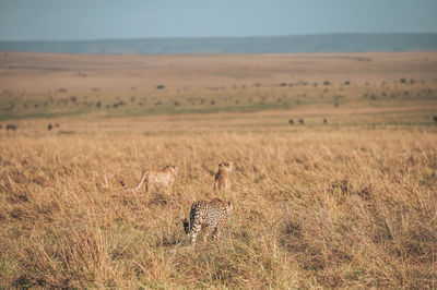 View of cheetah on field