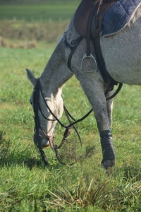 Horse grazing on field