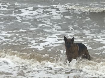 Full length of a dog in the sea