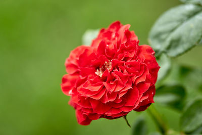 Close-up of red rose