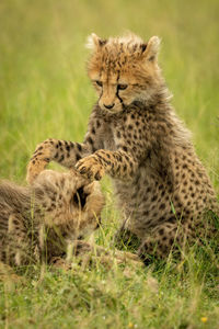 Close-up of cheetah cubs playing on grass