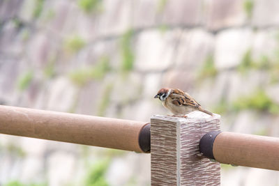 Close-up of bird perching on wood