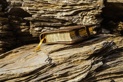 Close-up of tree trunk rock