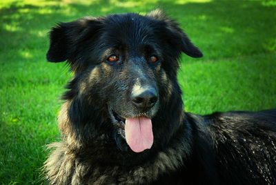 Close-up of dog sitting on grassy field